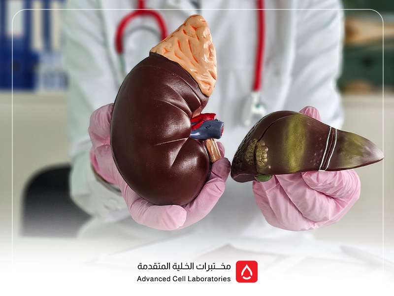 تحاليل وظائف الكبد: دليلك الكامل لفهم الفحوصات وأهميتها